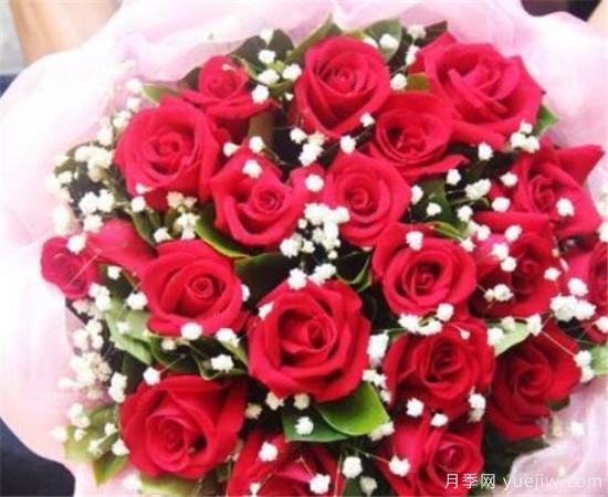 15朵玫瑰代表什么 33朵玫瑰花语是什么(图1) 15朵玫瑰代表什么 33朵玫瑰花语是什么(图1)