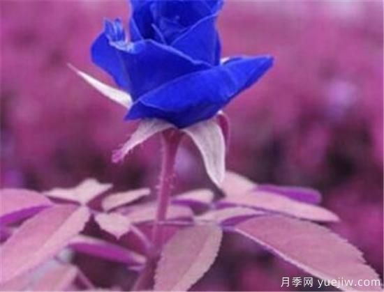 什么花语是想你了 什么花的花语是救赎(图2)