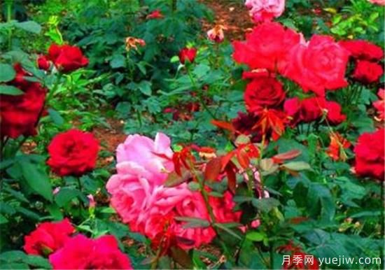 四季花开的寓意 养不死四季开花的花卉(图3) 四季花开的寓意 养不死四季开花的花卉(图3)