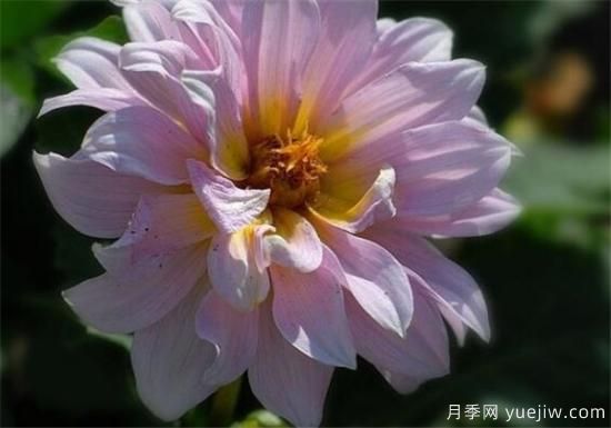 四季花开的寓意 养不死四季开花的花卉(图2) 四季花开的寓意 养不死四季开花的花卉(图2)