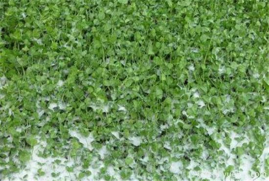 爬墙植物哪些最好养 养爬墙植物注意事项(图2)