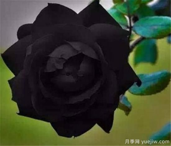 黑色花朵有哪些 世界上第一名最美的花是什么(图3)