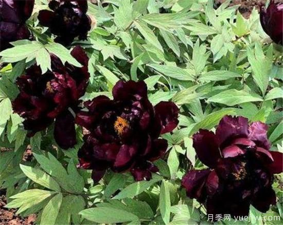 黑色花朵有哪些 世界上第一名最美的花是什么(图1)