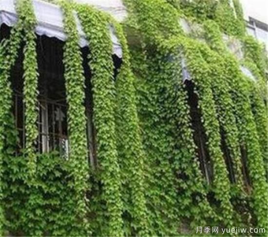 爬墙植物哪些最好养 养爬墙植物注意事项(图1)