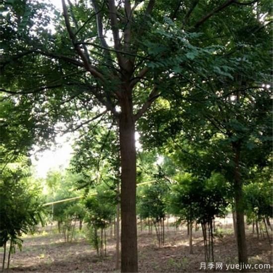 国槐能够镇宅吗 国槐树有哪些风水之说(图1) 国槐能够镇宅吗 国槐树有哪些风水之说(图1)