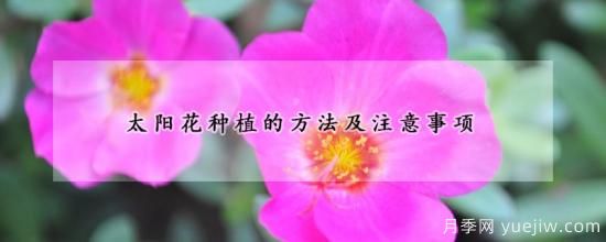 太阳花种植的方法及注意事项(图1) 太阳花种植的方法及注意事项(图1)