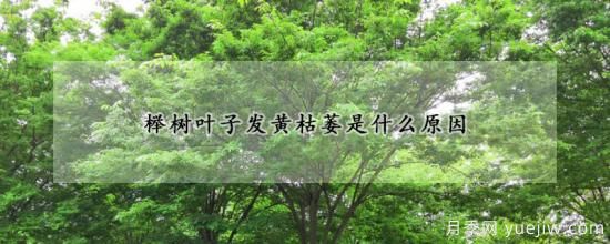 榉树叶子发黄枯萎是什么原因(图1) 榉树叶子发黄枯萎是什么原因(图1)