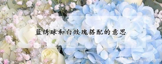 蓝绣球和白玫瑰搭配的意思(图1) 蓝绣球和白玫瑰搭配的意思(图1)