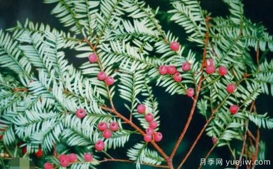 红豆杉的花语是什么,红豆杉代表着高雅、思念之情(图5) 红豆杉的花语是什么,红豆杉代表着高雅、思念之情(图5)