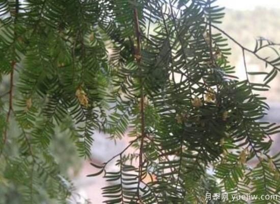 红豆杉的花语是什么,红豆杉代表着高雅、思念之情(图2) 红豆杉的花语是什么,红豆杉代表着高雅、思念之情(图2)