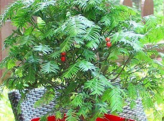 红豆杉施什么肥好，红豆杉施氮、磷、钾肥最好(图5)