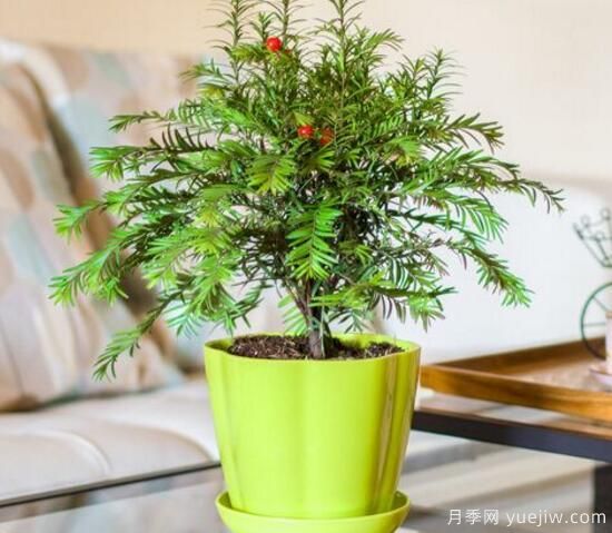 红豆杉施什么肥好，红豆杉施氮、磷、钾肥最好(图2)