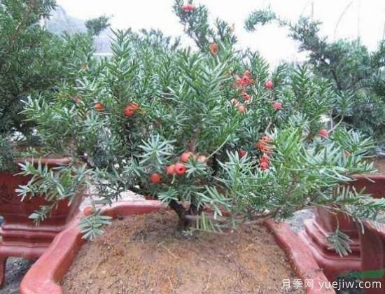 红豆杉施什么肥好，红豆杉施氮、磷、钾肥最好(图4)