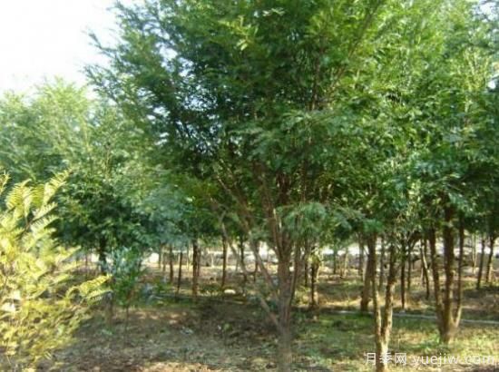 红豆杉的花语是什么,红豆杉代表着高雅、思念之情(图4) 红豆杉的花语是什么,红豆杉代表着高雅、思念之情(图4)