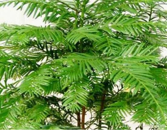 红豆杉的花语是什么,红豆杉代表着高雅、思念之情(图3) 红豆杉的花语是什么,红豆杉代表着高雅、思念之情(图3)