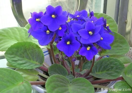 紫罗兰有哪些品种，紫罗兰品种大全(图3)