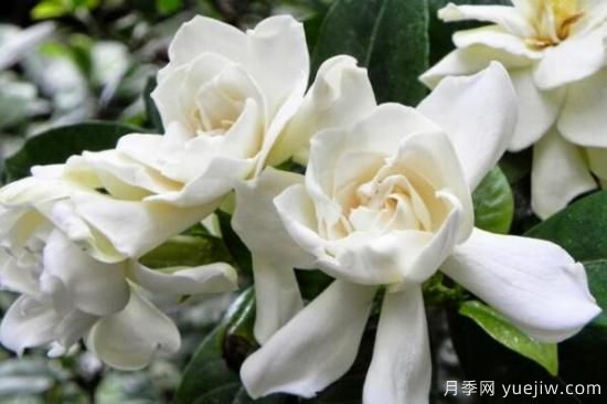 栀子花的花语,栀子花图片大全(图4) 栀子花的花语,栀子花图片大全(图4)