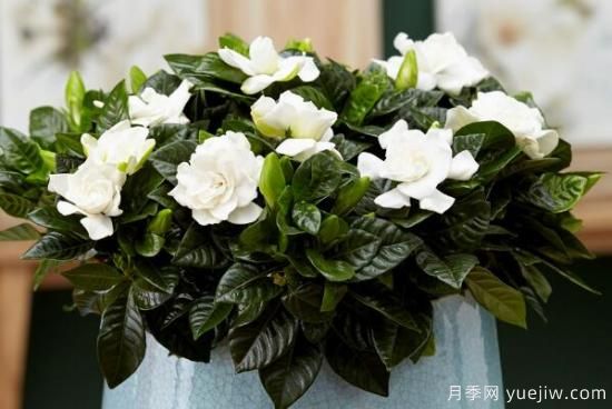 栀子花的花语,栀子花图片大全(图2) 栀子花的花语,栀子花图片大全(图2)