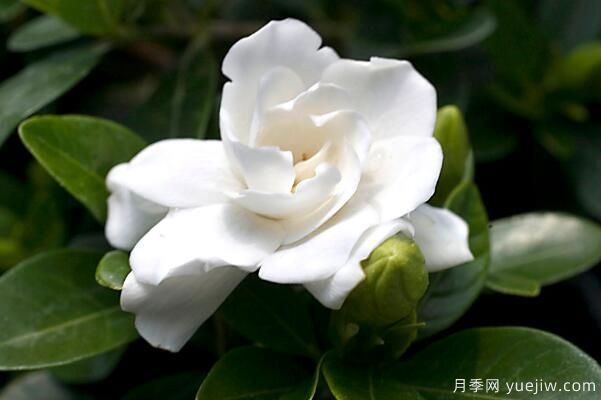 栀子花的花语,栀子花图片大全(图1) 栀子花的花语,栀子花图片大全(图1)