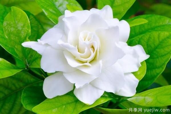 栀子花的花语,栀子花图片大全(图3) 栀子花的花语,栀子花图片大全(图3)
