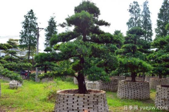 适合庭院种植的树(图3)