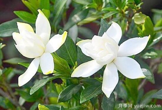 栀子花有哪些品种，栀子花品种图片大全(图7)