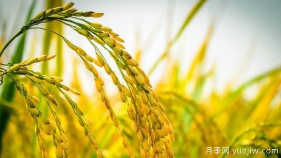 秋天成熟的农作物(图1) 秋天成熟的农作物(图1)