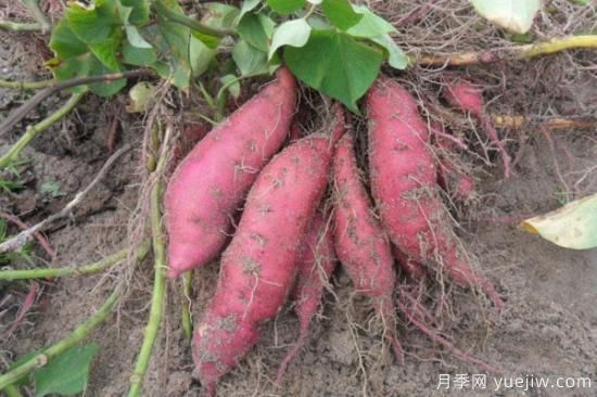 秋天成熟的农作物(图2) 秋天成熟的农作物(图2)