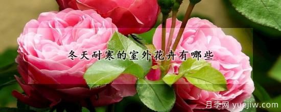冬天耐寒的室外花卉有哪些(图1) 冬天耐寒的室外花卉有哪些(图1)