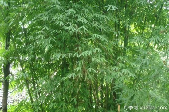 竹子的种类和名称大全 常见的竹子种类介绍(图1) 竹子的种类和名称大全 常见的竹子种类介绍(图1)