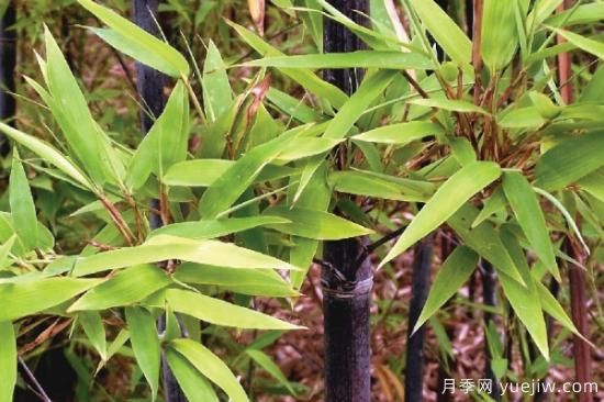 竹子的种类和名称大全 常见的竹子种类介绍(图3) 竹子的种类和名称大全 常见的竹子种类介绍(图3)