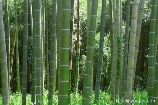 竹子的种类和名称大全 常见的竹子种类介绍(图2) 竹子的种类和名称大全 常见的竹子种类介绍(图2)
