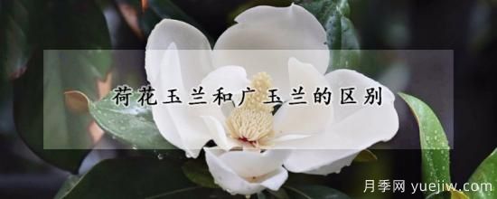 荷花玉兰和广玉兰的区别(图1) 荷花玉兰和广玉兰的区别(图1)