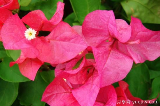 什么花最好养 家里最好养的花卉排名(图1) 什么花最好养 家里最好养的花卉排名(图1)