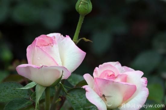 什么花最好养 家里最好养的花卉排名(图3) 什么花最好养 家里最好养的花卉排名(图3)