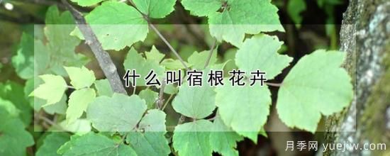什么叫宿根花卉(图1) 什么叫宿根花卉(图1)