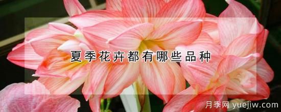 夏季花卉都有哪些品种(图1)