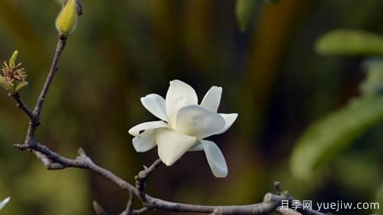 白玉兰花长什么样子(图1)