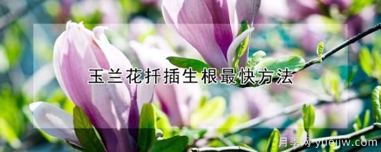 玉兰花扦插生根最快方法(图1)