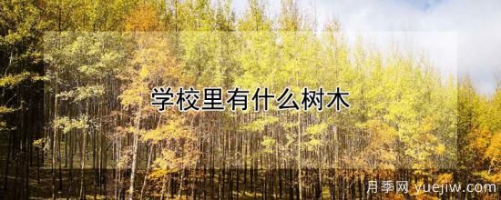 学校里有什么树木(图1) 学校里有什么树木(图1)