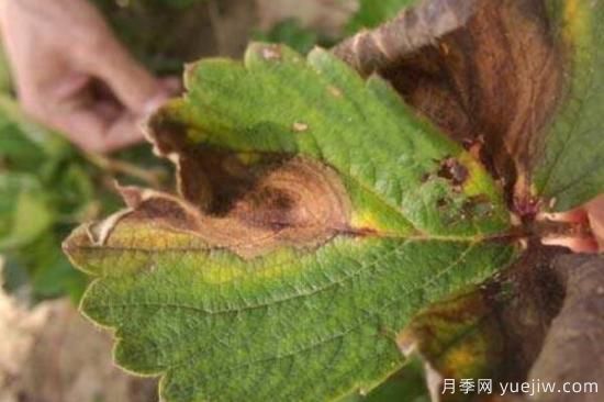 叶斑病与炭疽病的区别(图2) 叶斑病与炭疽病的区别(图2)