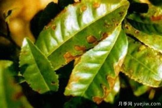 叶斑病与炭疽病的区别(图3) 叶斑病与炭疽病的区别(图3)