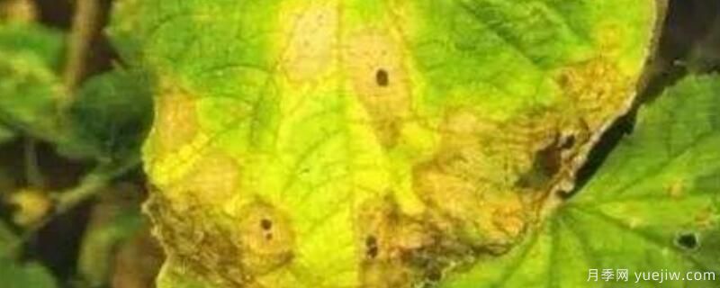 叶斑病与炭疽病的区别(图1) 叶斑病与炭疽病的区别(图1)