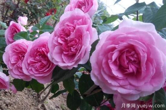 月季花有几种颜色，月季花品种图片大全(图1)