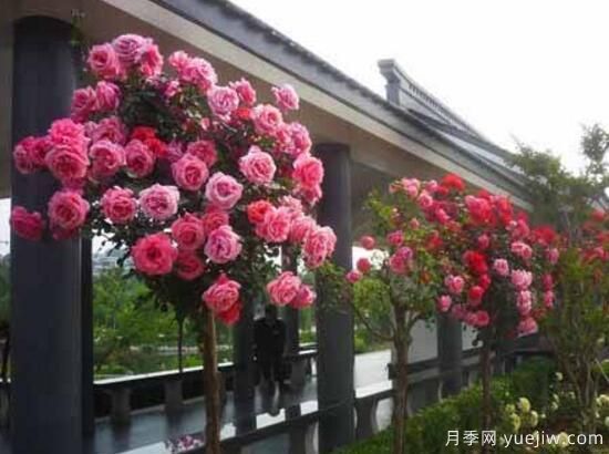 月季花有几种颜色，月季花品种图片大全(图8)