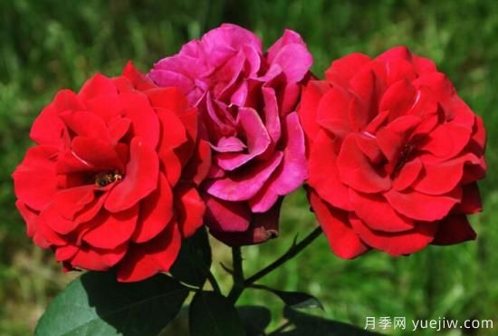 月季花花语大全，不同颜色的月季有着不同的寓意(图1)
