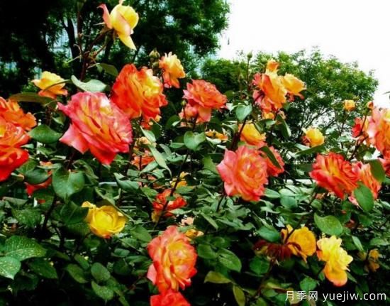 月季花花语大全，不同颜色的月季有着不同的寓意(图3)