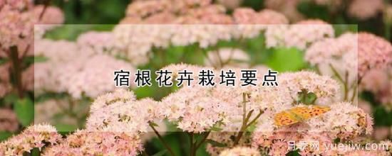 宿根花卉栽培要点(图1) 宿根花卉栽培要点(图1)