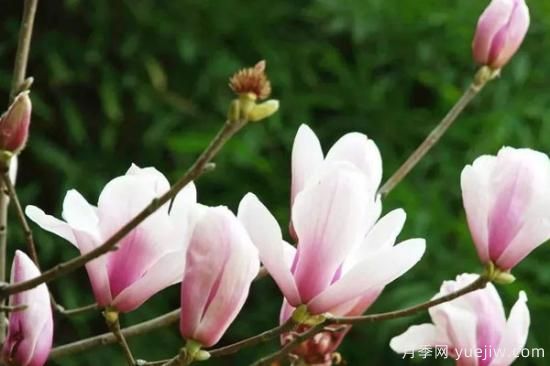 玉兰花的养殖方法和注意事项(图2) 玉兰花的养殖方法和注意事项(图2)