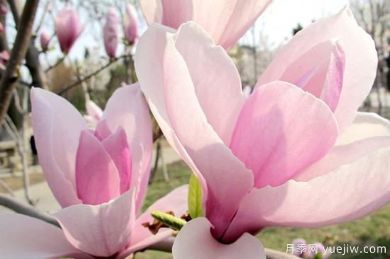 玉兰花的养殖方法和注意事项(图3) 玉兰花的养殖方法和注意事项(图3)